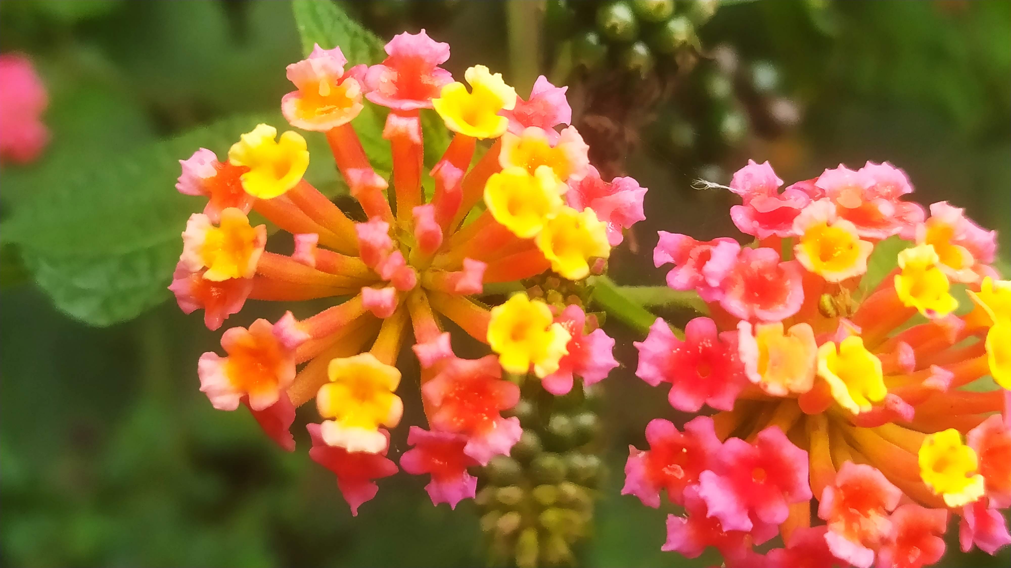 Flores vibrantes da flora local